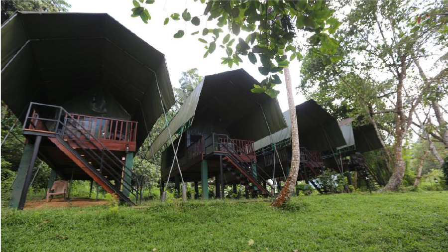 360 Rain Forest Sinharaja 