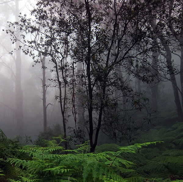 Sinharaja Rain Forest