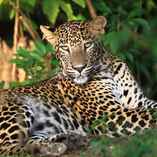 Leopards In Wilpattu National National Park