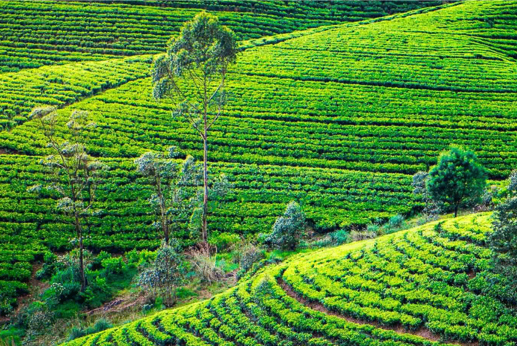 Nuwara Eliya