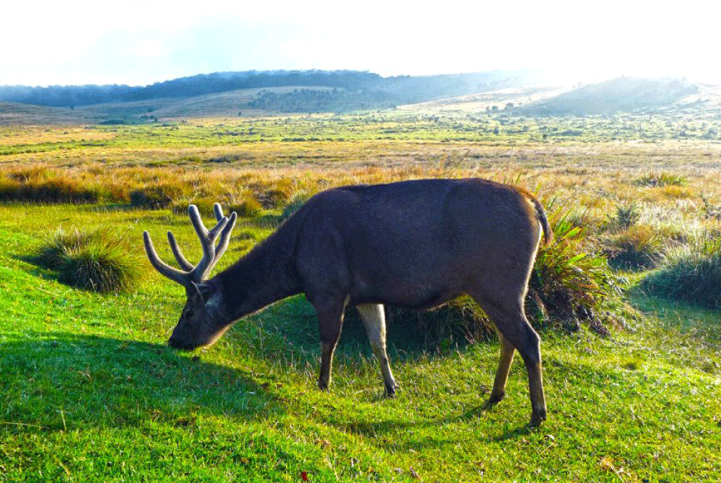 nuwara eliya