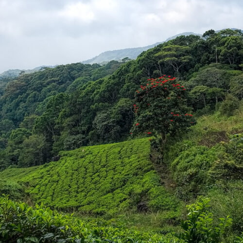Sinharaja Rain Forest Day Tour